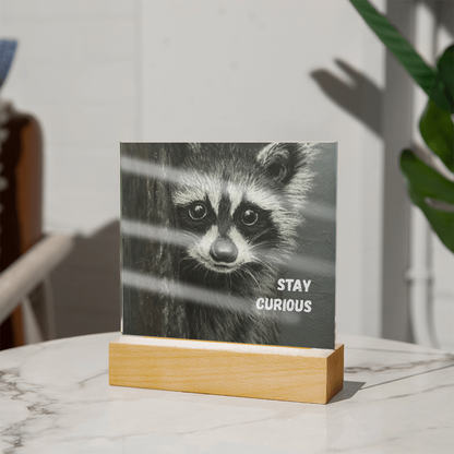 'Stay Curious' Raccoon Square Acrylic Plaque - Light Up