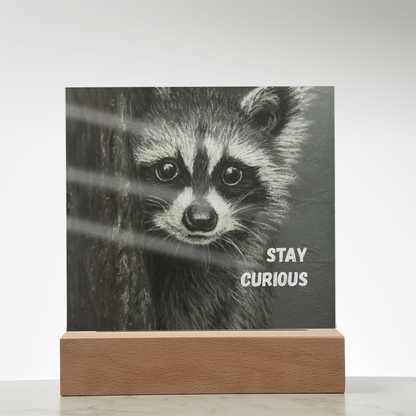 'Stay Curious' Raccoon Square Acrylic Plaque - Light Up